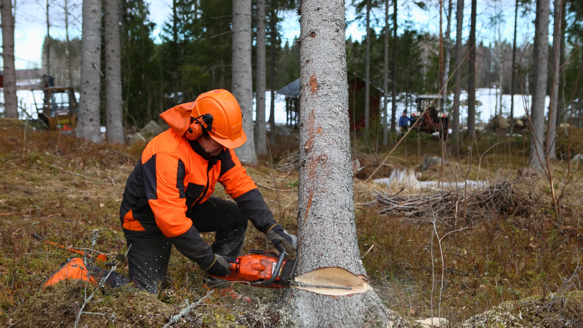 Ammattilainen kaataa pihapuuta turvallisesti